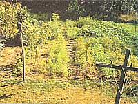 Our 1996 garden. Dead center in the foreground are four rows of Nantes half-long carrots, and another four rows are in the back to the right. To the right of the carrot patch is a row of potatoes. To their rigid a a row of Prodder green beans. To the left of the carrots and behind the owl is a tent of Romano pole beans. Opposite page: A fine example of our Elondo eggplant.